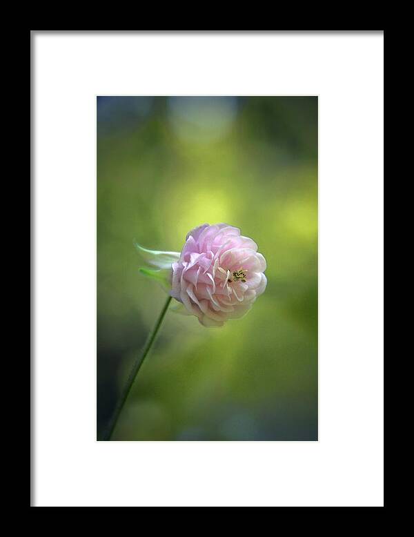 Aquilegia Framed Print featuring the photograph Pink Columbine by Andrea Lazar