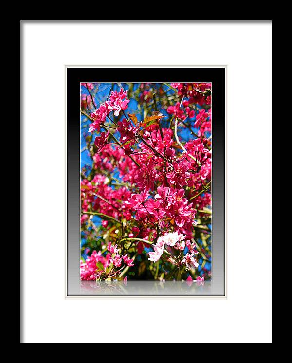 Nature Framed Print featuring the photograph Pink Crab Apple Blossom by Charmaine Zoe