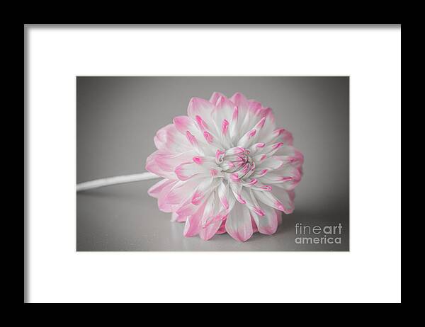 Flower Framed Print featuring the photograph Pink Dahlia by Amanda Mohler