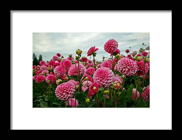 Dahlia Framed Print featuring the photograph Pink Dahlia Field by Athena Mckinzie