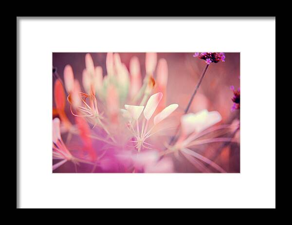 Plant Framed Print featuring the photograph Pink Dream by Jenny Rainbow