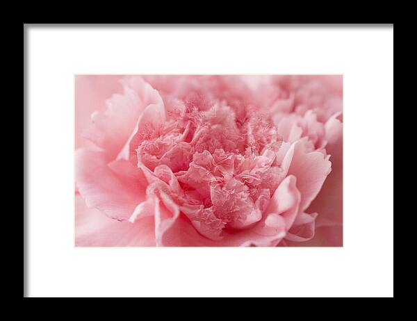 Carnation Framed Print featuring the photograph Pink dream by Marina Kojukhova