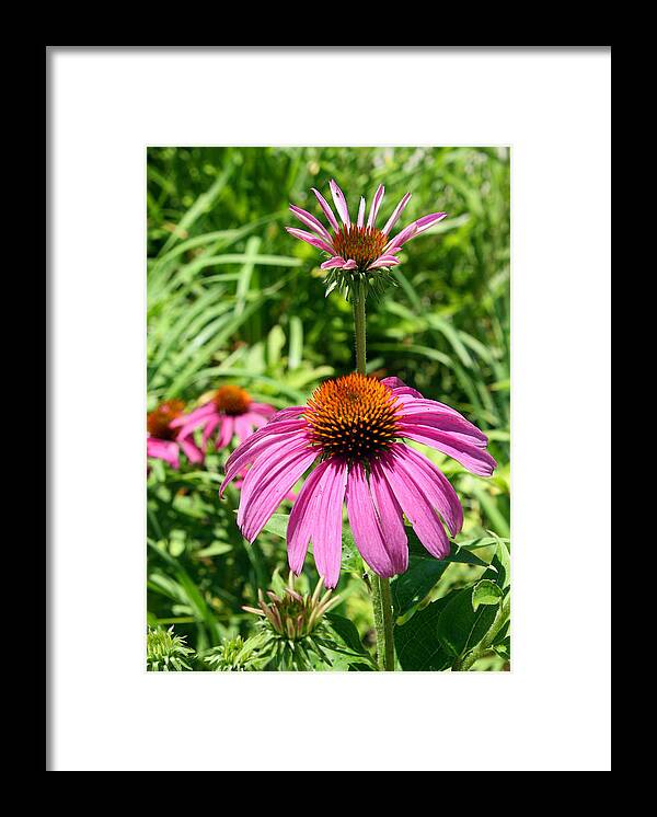 Pink Framed Print featuring the photograph Pink Echinacea by Ellen Tully