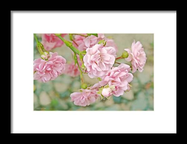 Rose Framed Print featuring the photograph Pink Fairy Roses by Jennie Marie Schell