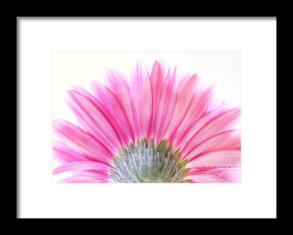 Gerbera Framed Print featuring the photograph Pink Fan by Andrea Kollo