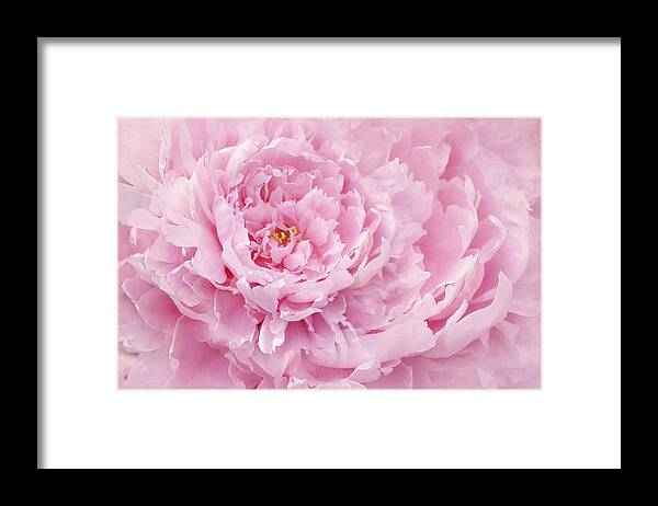 Peony Framed Print featuring the photograph Pink Feathers by Marina Kojukhova