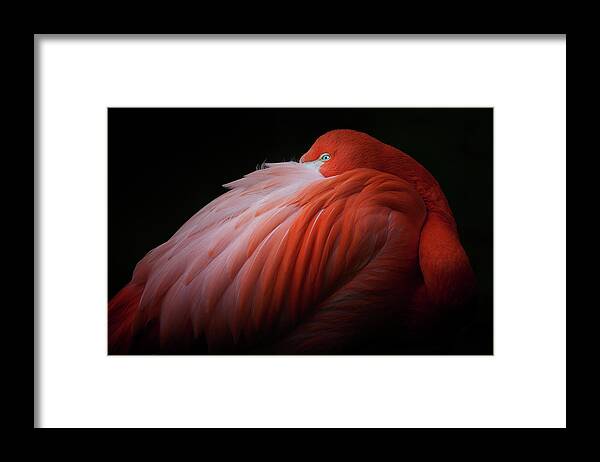 Animal Themes Framed Print featuring the photograph Pink Flamingo by Billy Currie Photography