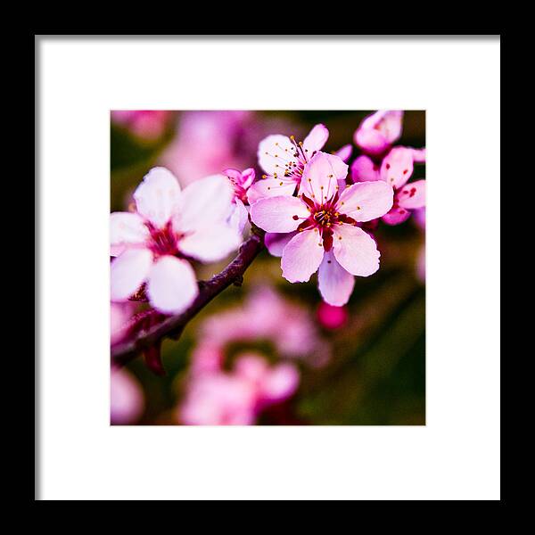 Flower Framed Print featuring the photograph Pink Flower by Chris McKenna