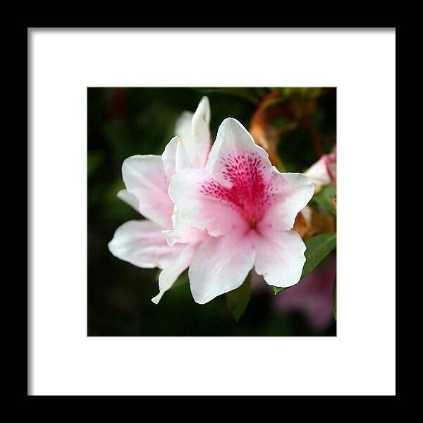 Plants Framed Print featuring the photograph #pink #flower #plants #florist #beauty by Tan Culiang