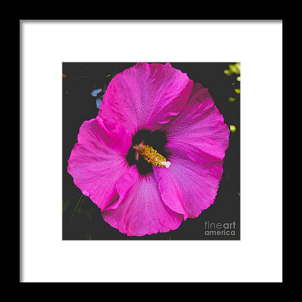 Pink Flower Framed Print featuring the photograph Pink Flower by William Norton