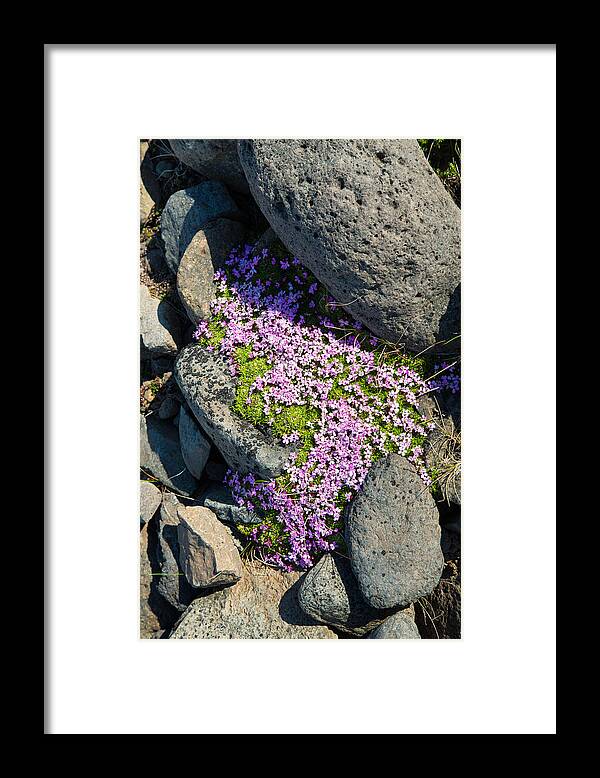 Flowers Framed Print featuring the photograph Pink flowers in Iceland by Matthias Hauser
