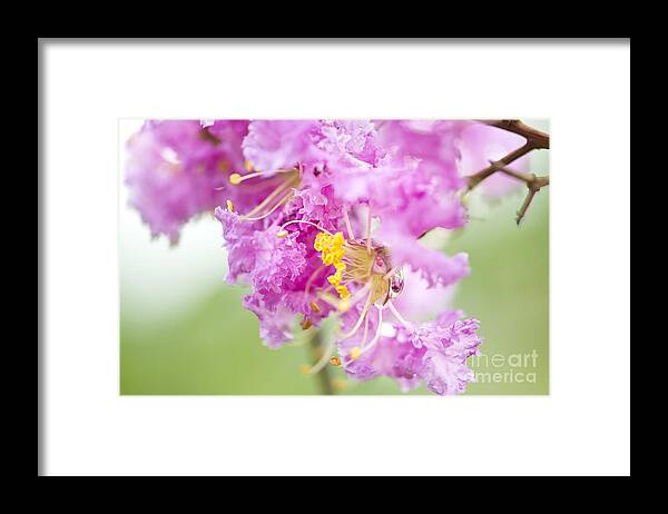 Photography Framed Print featuring the photograph Crepe myrtle by Ivy Ho
