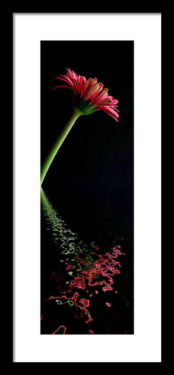 Pink Gerbera Flower Framed Print featuring the photograph Pink Gerbera Flood 6 by Steve Purnell