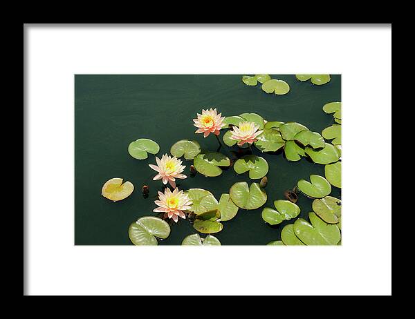 Tranquility Framed Print featuring the photograph Pink Grapefruit Water Lilies by David Mcglynn