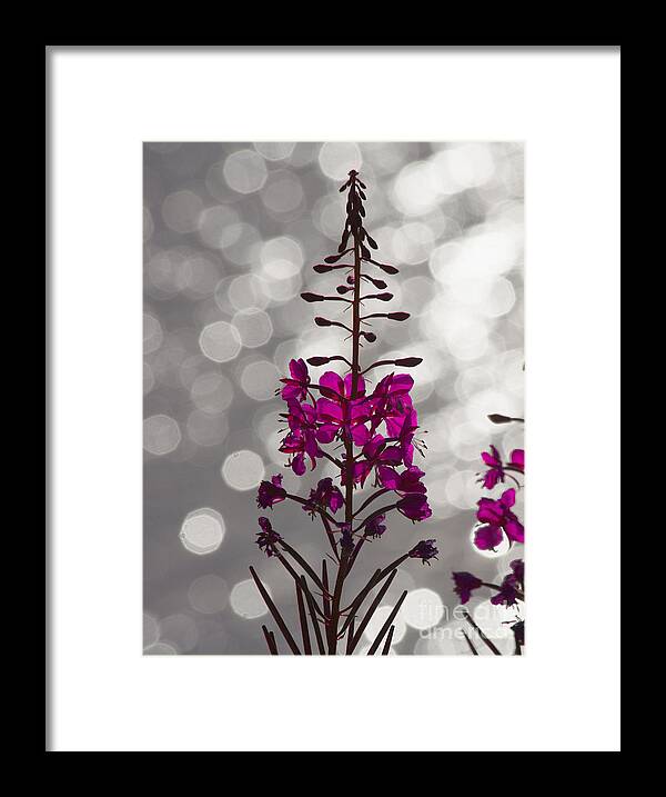 Fireweed Framed Print featuring the photograph Pink by Heiko Koehrer-Wagner