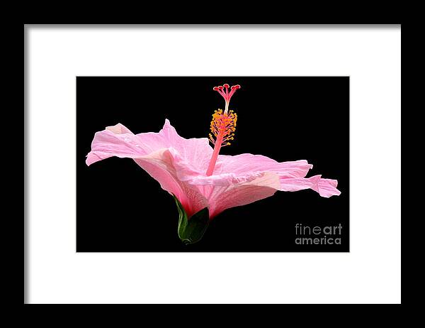 Hibiscus Framed Print featuring the photograph Pink Hibiscus on Black Background by Rose Santuci-Sofranko