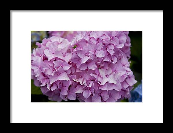 Flowers Framed Print featuring the photograph Pink Hydrangea by Jean Macaluso