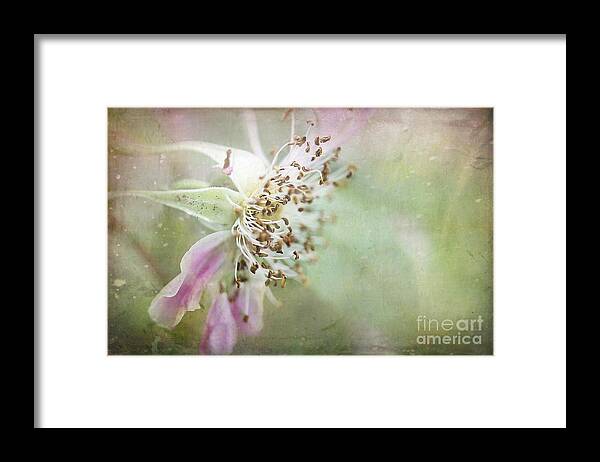 Flower Framed Print featuring the photograph Pink Impression by Teresa Zieba