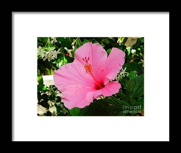 Plant. Plants Framed Print featuring the photograph Pink in the Center by Lew Davis