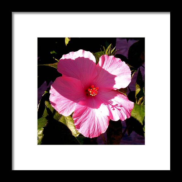 Digital Art Framed Print featuring the photograph Pink by Jean Wolfrum