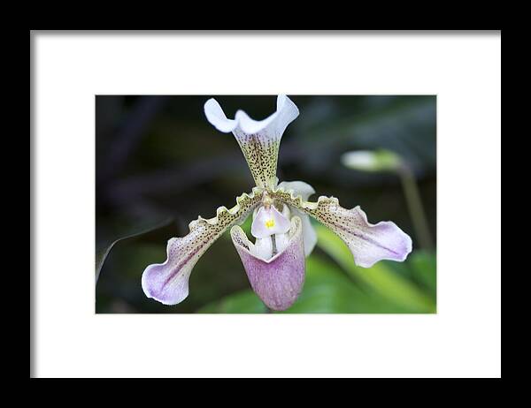 Pink Lady Slipper Orchid Framed Print featuring the photograph Pink Lady Slipper by Sue Morris