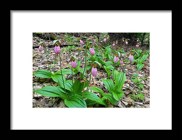 Plant Framed Print featuring the photograph Pink Lady Slippers by Alan Lenk