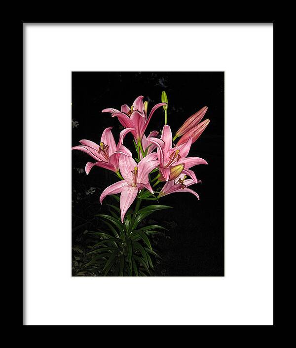 Pink Lilies Framed Print featuring the photograph Pink Lilies At Night by Elisabeth Ann