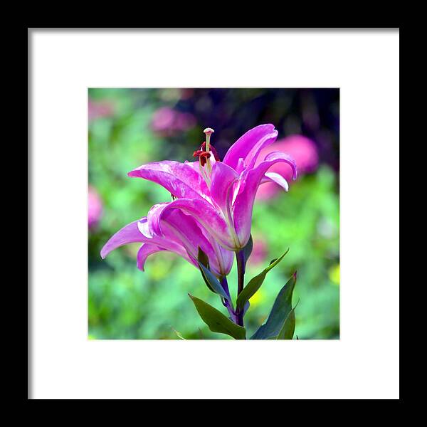 Lily Framed Print featuring the photograph Pink Lilies by Deena Stoddard
