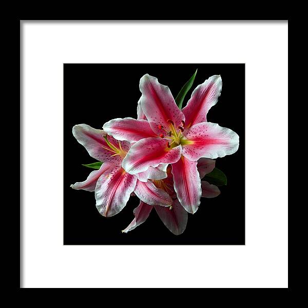 Flowers Framed Print featuring the photograph Pink Lilies Still Life Flower Art Poster by Lily Malor
