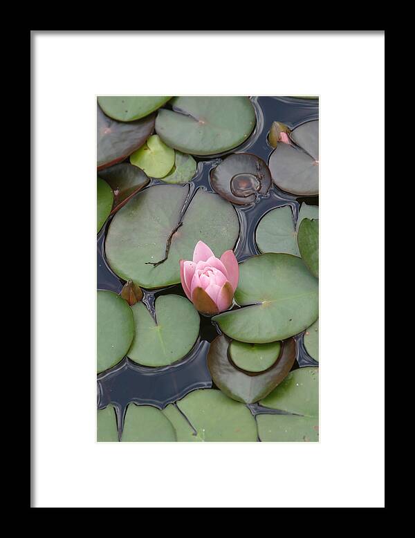 Lilly Framed Print featuring the photograph Pink Lilly by Dervent Wiltshire