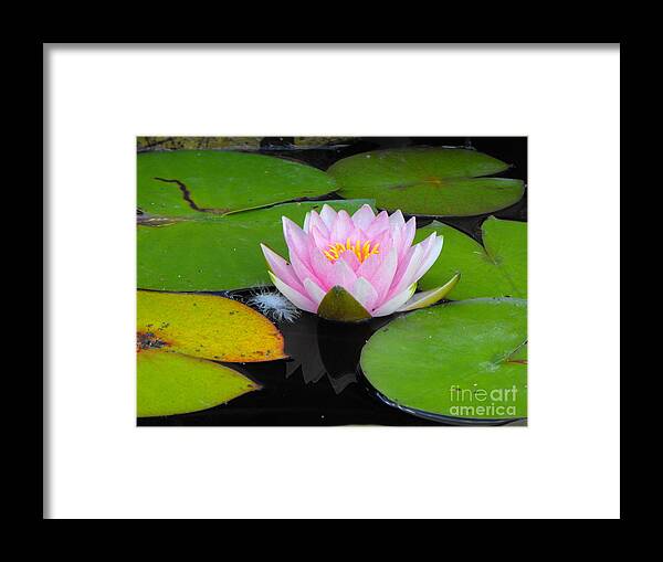 Lily Framed Print featuring the photograph Pink Lilly Flower by Erick Schmidt