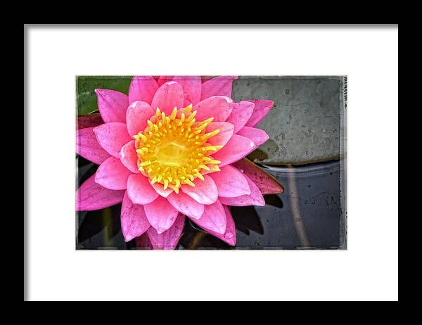 Lotus Framed Print featuring the painting Pink Lotus Flower - Zen Art by Sharon Cummings by Sharon Cummings