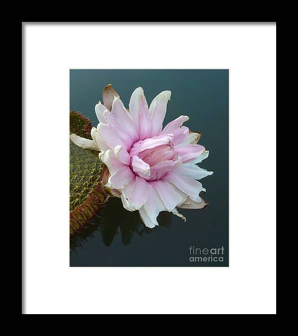 Lotus Framed Print featuring the photograph Pink Lotus in water by Mukta Gupta