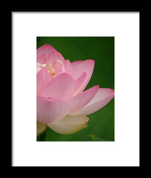 Lotus Framed Print featuring the photograph Pink Lotus by Jane Ford
