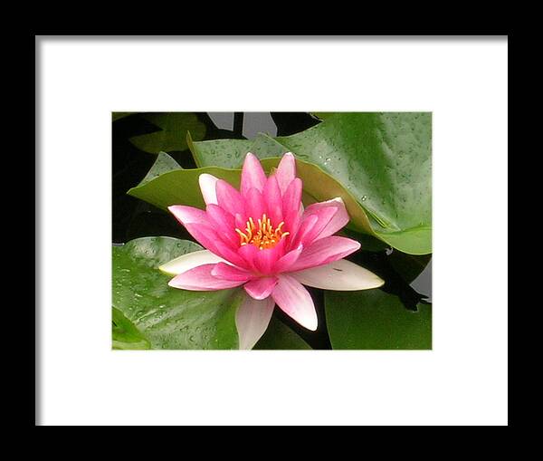 Pink Framed Print featuring the photograph Pink Lotus by Kristen Kennedy