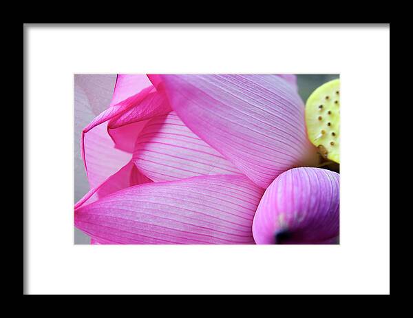 Aquatic Framed Print featuring the photograph Pink Lotus Petal Bud Close-up Macro by William Perry