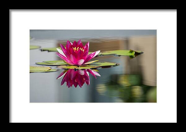 Waterlily Framed Print featuring the photograph Pink Water Lily by Stacy Abbott