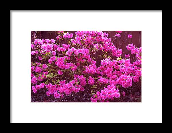Digital Art Framed Print featuring the photograph Pink Lovelies by Jean Wolfrum
