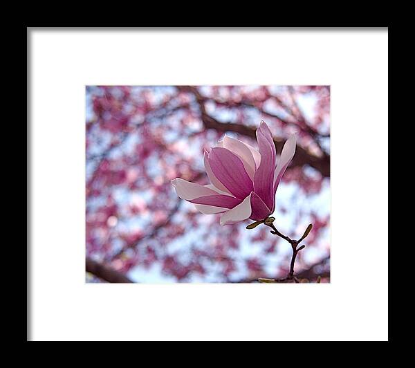 Magnolia Framed Print featuring the photograph Pink Magnolia by Rona Black