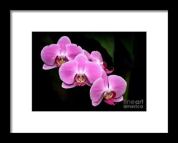 Amazing Framed Print featuring the photograph Pink Orchids in a Row by Sabrina L Ryan