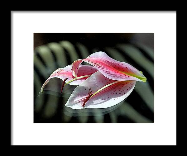 Lily Framed Print featuring the photograph Pink Oriental Lily Reassembled 2 by Andrea Lazar