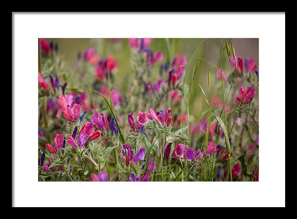 Flowers Framed Print featuring the photograph Pink Outburst by Uri Baruch