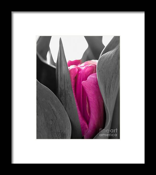 Tulip Framed Print featuring the photograph Pink Passion by Bianca Nadeau