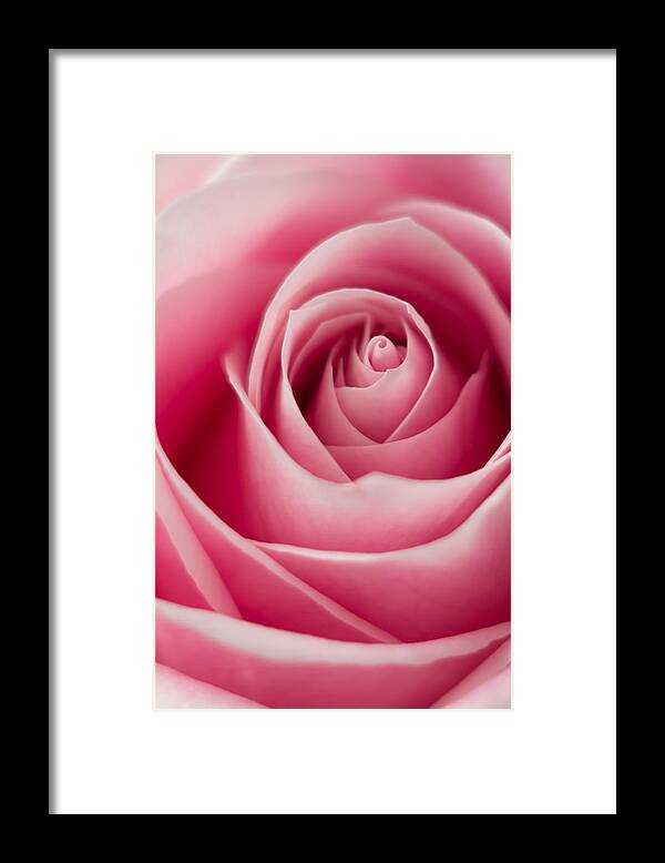 Rose Framed Print featuring the photograph Pink Passion by Ernest Echols