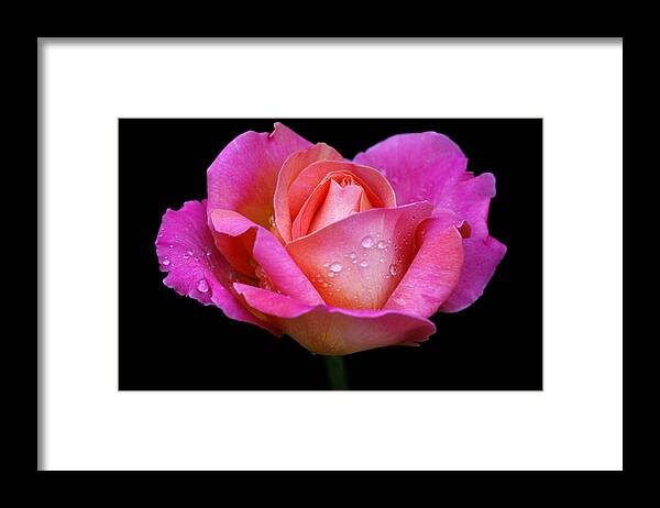 Rose Framed Print featuring the photograph Pink Pearl by Doug Norkum