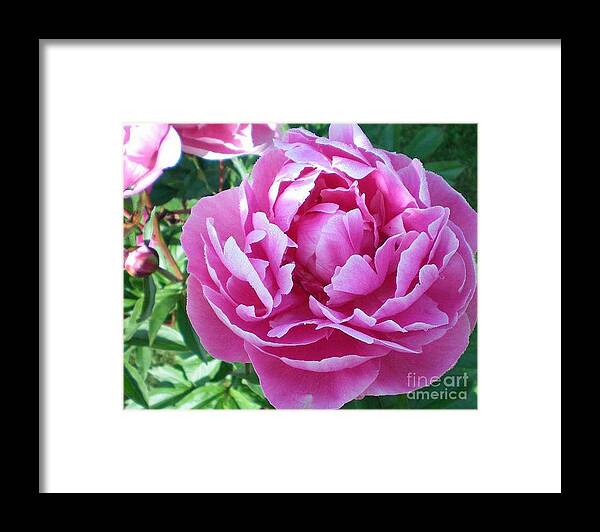 Pink Peony Framed Print featuring the photograph Pink Peony by Barbara A Griffin