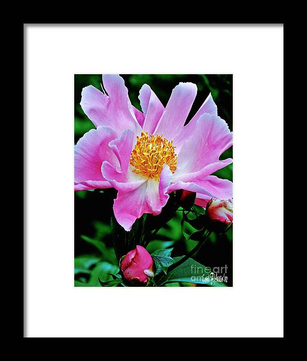 Flower Photograph Framed Print featuring the photograph Pink Peony Garden by Carol F Austin