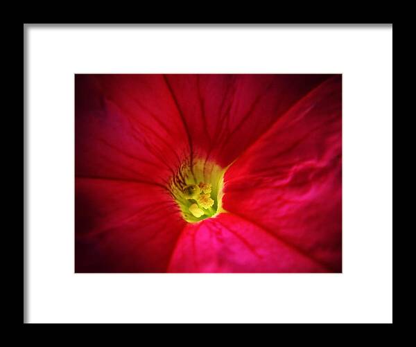 Petunia Framed Print featuring the photograph Pink Petunia by Chris Berry