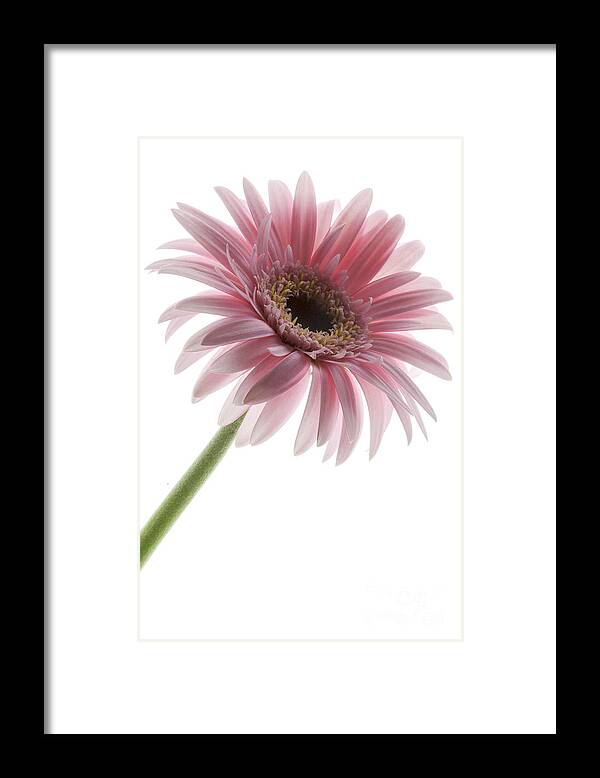 Pink Posey Framed Print featuring the photograph Pink Posey by Patty Colabuono