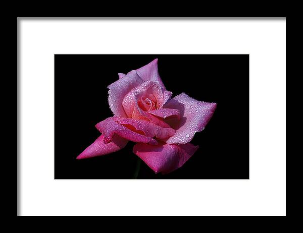 Rose Framed Print featuring the photograph Fuchsia by Doug Norkum